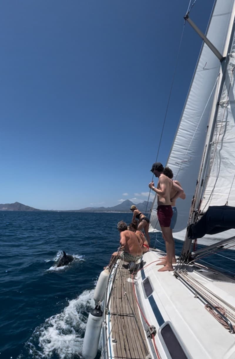 Dolphins and open water on a full-day skippered charter from Altea