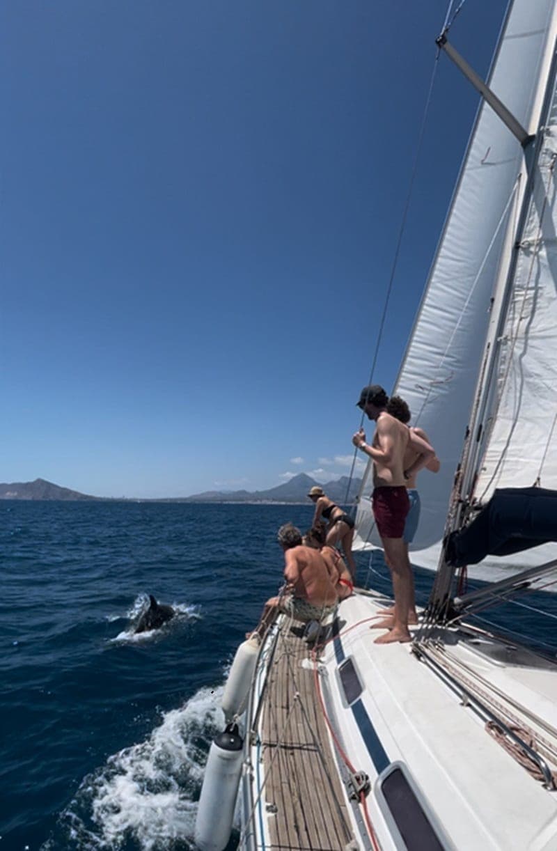 Dolphins and open water on a full-day skippered charter from Altea